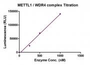 METTL1/WDR4 Complex activity assay