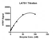 HTRF assay for LATS1 protein activity
