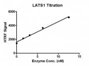 HTRF assay for LATS1 protein activity