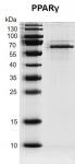 Recombinant PPARγ protein gel