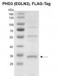 Recombinant PHD3 (EGLN3) protein, FLAG-Tag