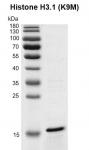 Recombinant Histone H3.1 (K9M) gel