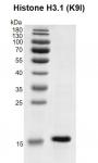 Recombinant Histone H3.1 (K9I) gel