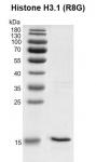 Recombinant Histone H3.1 (R8G) gel