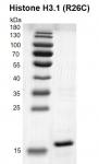 Recombinant Histone H3.1 (R26C) gel