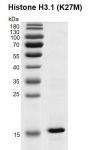 Recombinant Histone H3.1 (K27M) gel
