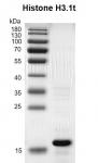 Recombinant Histone H3.1t gel