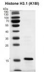 Recombinant Histone H3.1 (K18I) protein gel