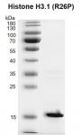 Recombinant Histone H3.1 (R26P) protein gel