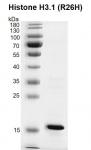 Recombinant Histone H3.1 (R26H) protein gel