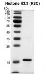 Recombinant Histone H3.3 (R8C) protein gel