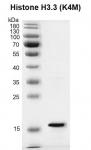 Recombinant Histone H3.3 (K4M) protein gel