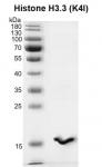 Recombinant Histone H3.3 (K4I) protein gel