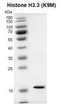 Recombinant Histone H3.3 (K9M) protein gel