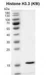 Recombinant Histone H3.3 (K9I) protein gel