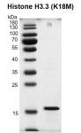 Recombinant Histone H3.3 (K18M) protein gel