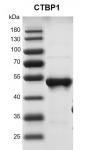 Recombinant CTBP1 protein