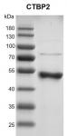 Recombinant CTBP2 protein