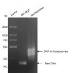 Recombinant Mononucleosomes H3.1 (K18M) DNA gel