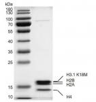 Recombinant Mononucleosomes H3.1 (K18M)