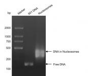Recombinant Mononucleosomes H3.1 (K18I) DNA gel