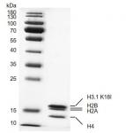 Recombinant Mononucleosomes H3.1 (K18I)
