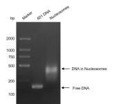 Recombinant Mononucleosomes H3.3 (K18M) DNA gel