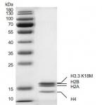 Recombinant Mononucleosomes H3.3 (K18M)