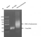 Recombinant Mononucleosomes (H1.2) - biotiny DNA gel