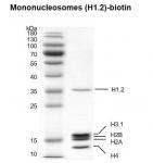 Recombinant Mononucleosomes (H1.2) - biotin