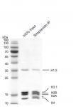 Streptavidin pull down assay for Recombinant Mononucleosomes
(H1.2) - biotin