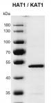 Recombinant KAT1 / HAT1 protein gel