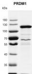 Recombinant PRDM1 protein gel