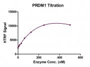 PRDM1 protein activity assay