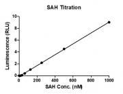 MTase-Glo Assay for Recombinant SETD3 protein methyltransferase activity
