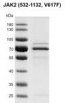 Recombinant JAK2 (532-1132, V617F) protein gel
