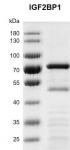 Recombinant IGF2BP1 protein gel