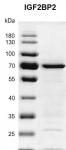 Recombinant IGF2BP2 protein gel