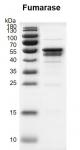 Recombinant Fumarase / FH protein gel