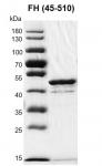 Recombinant Fumarase / FH protein gel