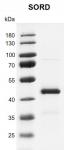 Recombinant SORD protein gel