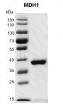 Recombinant MDH1 protein gel