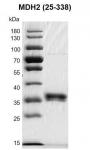 Recombinant MDH2 (25-338) protein gel