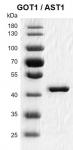 Recombinant GOT1 / AST1 protein gel