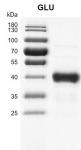 >Recombinant GLU protein gel