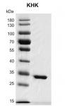 Recombinant Ketohexokinase protein gel
