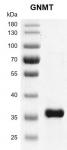 Recombinant GNMT protein gel