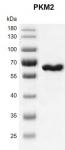 >Recombinant PKM2 protein gel