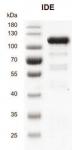 Recombinant IDE protein gel