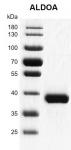 >Recombinant ALDOA protein gel